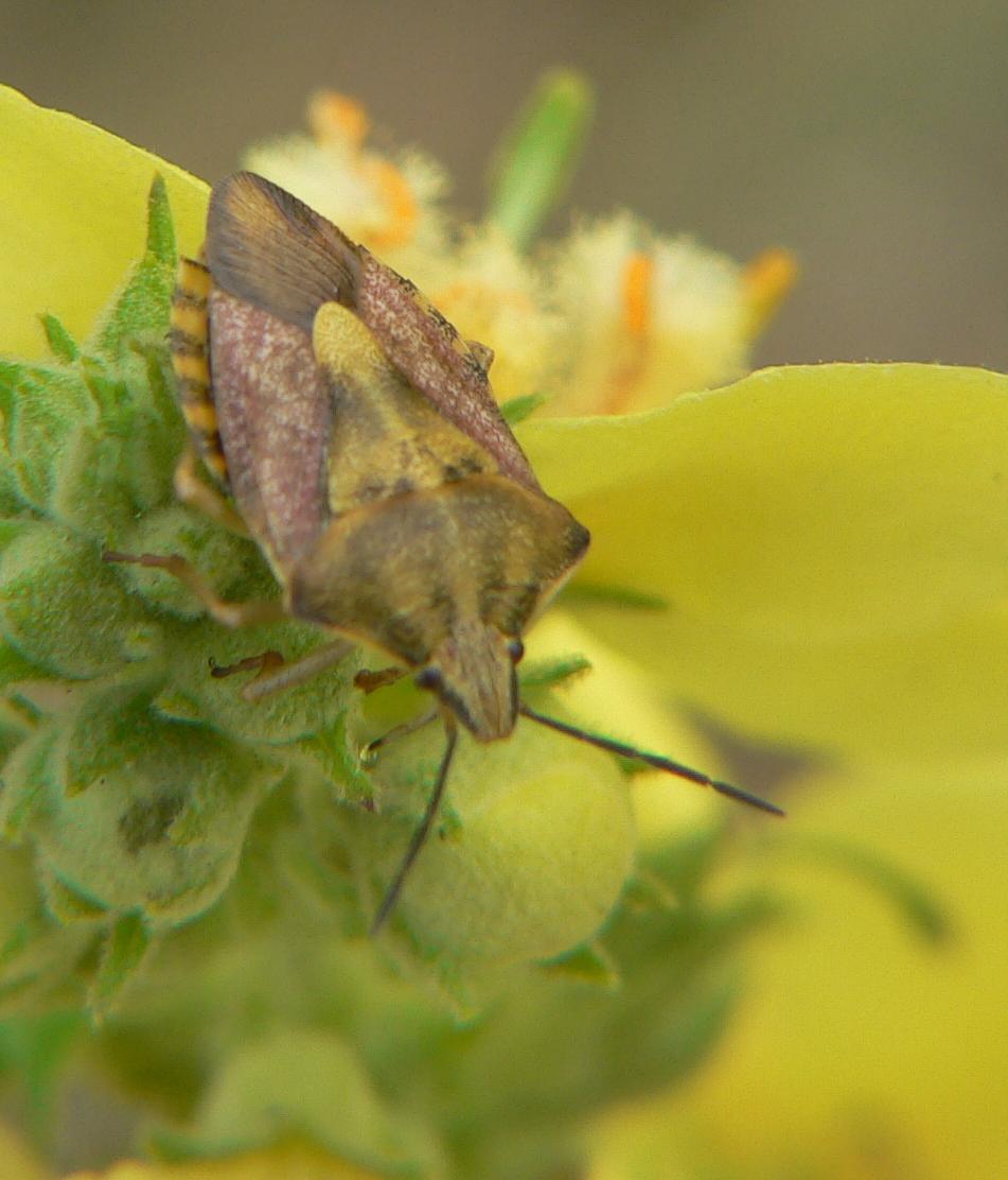 Carpocoris purpureipennis